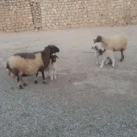 گوسفند وبره|حیوانات مزرعه|کارزان, |دیوار