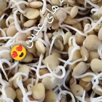 سویق چاقی تضمینی و گیاهی|خوردنی و آشامیدنی|بم, |دیوار