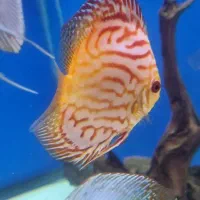 ماهی پوزه خرگوشی و دیسکس ۳ اینچ|ماهی|تبریز, |دیوار