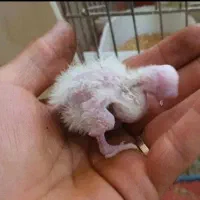 جوجه سرلاکی عروس هلندی لوتینو ۱روزه تا ۱۵ روزه|پرنده|مرودشت, شهرک مهدیه|دیوار