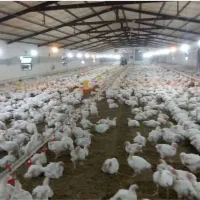 ساخت سوله مرغداری با LSF|خدمات پیشه و مهارت|گرگان, |دیوار