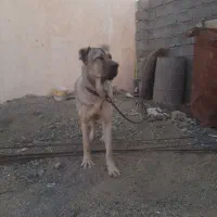 سگ سرابی سه ساله