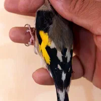 سهره سقا دورگ کرمونی|پرنده|کرمان, |دیوار