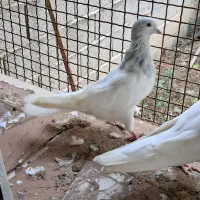 فروش کله الماسی|پرنده|قائم‌شهر, |دیوار