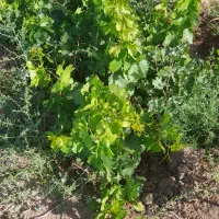 تلمبه بین جاده نگار و بهرامجرد