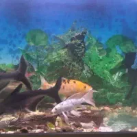 ماهی پنگوسی