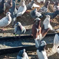 تعداد رنگی به فروش میرسد|پرنده|حسن آباد, |دیوار