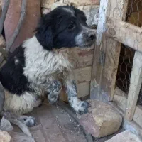 واگذاری توله قدرجونی دوماه بشرت|سگ|اصفهان, طاحونه|دیوار