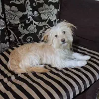 سگ خانگی شیتزو ماده بازیگوش باادب