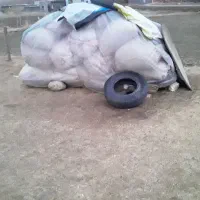 کاه نخود و عدس