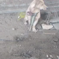 پاکوتاه ماده مخصوص نگهبانی