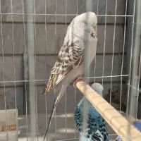 مرغ عشق انگلیسی