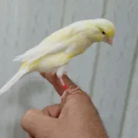 قناری نر|پرنده|اهواز, گلستان|دیوار