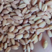 گندم کوهدشت گلیداغ چاق چاق