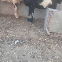 بره ماده داشتی