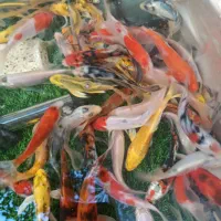 انواع کوی های سوپر باله و باله کوتاه