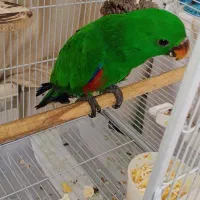 طچطی اکلکتوس سه ماهه