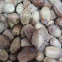 خرمای غضب سفید صادراتی