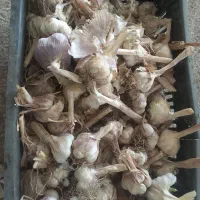 سیر بذری|خدمات باغبانی و درختکاری|خان ببین, |دیوار