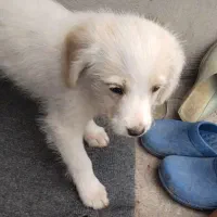 حیوان خانگی واکسن زده