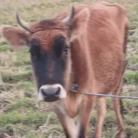 گاو جرسی وگوساله نر سیمینتال