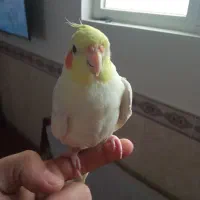 یک عروس هلندی نر بالغ جوان دستی و سخنگو