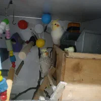 عروس هلندی مولد