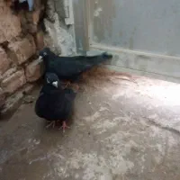 جفت زاغ چشنک سفید معاوضه با طوقی