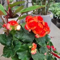 گل زینتی|گل و گیاه طبیعی|نجفآباد, طالقانی|دیوار