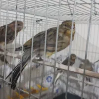 قناری(رسمی بلند،رد فاکتور،گلستر )