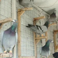 پلاکی|پرنده|کرمان, |دیوار