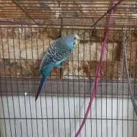 مرغ عشق نر|پرنده|صباشهر, |دیوار