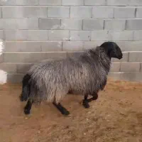 فروش ۱ راس قوچ ۲ رگ سام افشار