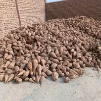 فروش چغندر سالم و عالی بدون خاک برای دام|لوازم جانبی حیوانات|شیروان (خراسان), |دیوار