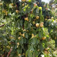 باغ-ویلا-در-فشند-خیابون-عالی-چنار-کوچه-کلستان