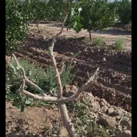 پیوند تخصصی پسته|خدمات باغبانی و درختکاری|مشهد, کوی المهدی|دیوار