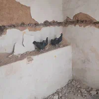 سیاه پلاکی زاغ پلاکی مسافتی|پرنده|شیراز, شهرک پرواز|دیوار