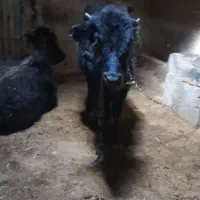 گوساله|حیوانات مزرعه|صوفیان, |دیوار