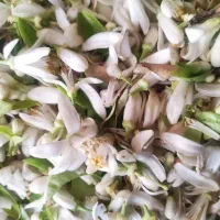 گل بهار نارنج