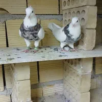 کبوتر طوقی کاکلی