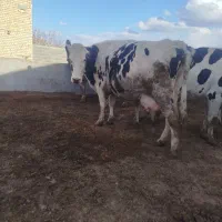 گاوشیری تلیسه گوساله