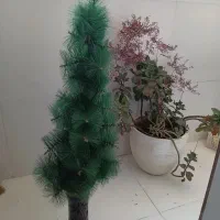 تابلو،سبد گل،درختچه کاج|صنایع دستی و سایر لوازم تزئینی|بجنورد, |دیوار