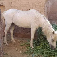 کود اسب