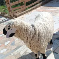 بره نر یکساله