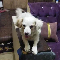 سگ پامر شیتزو|سگ|اهواز, دانشگاه چمران|دیوار