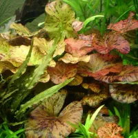 آکواریوم گیاهی  تنگ ماهی گیاه