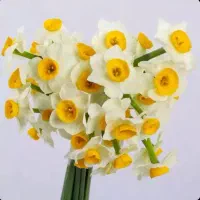 فروش گل طبیعی ارگانیک تازه(فعلاًنرگس شیراز موجود)|گل و گیاه طبیعی|ایرانشهر, |دیوار