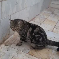 گربه|گربه|اردکان, |دیوار