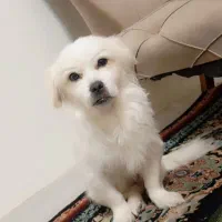 سگ پاپی پا کوتاه|سگ|پرند, فاز ۶|دیوار