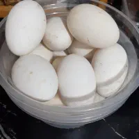 تخم غاز نطفه دار